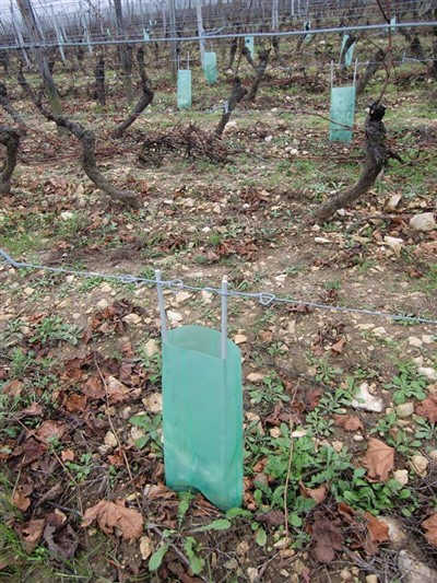 Dug život profitabilan fiberglas vinograd grožđa rasadnik obuku ulog